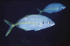 Silver Trevally (Pseudocaranx dentex) Silver Trevally (Pseudocaranx dentex)
