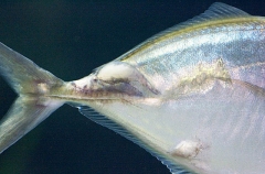 Silver Trevally (Pseudocaranx dentex) Silver Trevally (Pseudocaranx dentex)