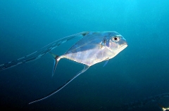 Pennantfish (Alectes ciliaris) Pennantfish (Alectes ciliaris)