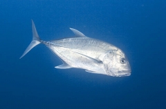 Giant Trevally (Caranx ignobilis) Giant Trevally (Caranx ignobilis)
