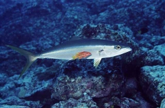 Rainbow Runner (Elegatis bipinnulata) Rainbow Runner (Elegatis bipinnulata)