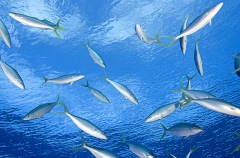 Rainbow Runner (Elegatis bipinnulata) Rainbow Runner (Elegatis bipinnulata)