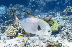 Snub-nosed Dart (Trachinotus blochii) Snub-nosed Dart (Trachinotus blochii)