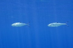 Doublespotted Queenfish (Scomberoides lysan) Doublespotted Queenfish (Scomberoides lysan)