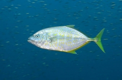 Gold-spotted Trevally (Carangoides fulvoguttatus) Gold-spotted Trevally (Carangoides fulvoguttatus)