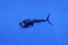 Mahi Mahi or Dolphinfish (Coryphaena hippurus) Mahi Mahi or Dolphinfish (Coryphaena hippurus)