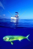 Mahi Mahi (Coryphaena hippurus) Mahi Mahi (Coryphaena hippurus)