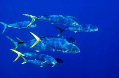 Mahi Mahi (Coryphaena hippurus)