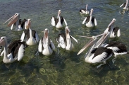 Australian Pelicans (Pelecanus conspicillatus) Australian Pelicans (Pelecanus conspicillatus)