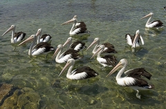 Australian Pelicans (Pelecanus conspicillatus) Australian Pelicans (Pelecanus conspicillatus)