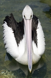 Australian Pelican (Pelecanus conspicillatus) Australian Pelican (Pelecanus conspicillatus)