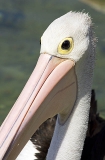 Australian Pelican (Pelecanus conspicillatus) Australian Pelican (Pelecanus conspicillatus)