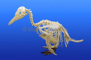 Penguin skeleton. Penguin skeleton.
