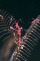 Skeleton Shrimp (Caprella sp.) Skeleton Shrimp (Caprella sp.)