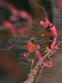 Skeleton Shrimp (Caprella sp.)
