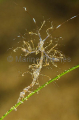 Skeleton Shrimp (Caprella sp.) Skeleton Shrimp (Caprella sp.)