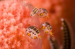 Gammaridean Isopods (Cypoidea sp.) Gammaridean Isopods (Cypoidea sp.)