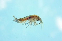 Arctic Gammarid Krill (Crophiidae sp.)