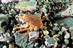 Giant Antarctic Isopod (Glyptonotus antarcticus)