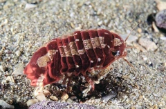 Isopod (Sphaeromatidae sp.)