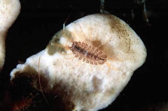Unidentified Isopod on sponge in Antarctic waters. Unidentified Isopod on sponge in Antarctic waters.