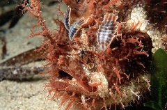 Tasselled Anglerfish (Rhycherus filamentosus) Tasselled Anglerfish (Rhycherus filamentosus)