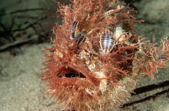 Tasselled Anglerfish (Rhycherus filamentosus) Tasselled Anglerfish (Rhycherus filamentosus)