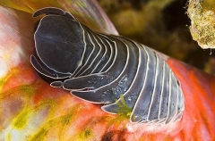 Cymathoid Isopod (Cymathoid sp.)