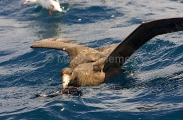 Northern Giant Petrel (Macronectes halli) Northern Giant Petrel (Macronectes halli)