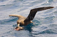 Northern Giant Petrel (Macronectes halli) Northern Giant Petrel (Macronectes halli)