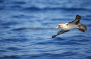 Cory's Shearwater (Calonectris diomedea borealis) Cory's Shearwater (Calonectris diomedea borealis)
