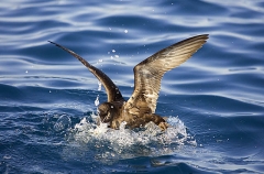 Sooty Shearwater (Puffinus griseus)