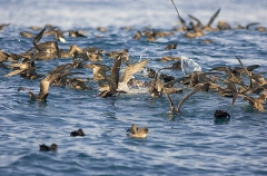 Sooty Shearwaters (Puffinus griseus)