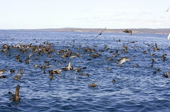 Sooty Shearwaters (Puffinus griseus) Sooty Shearwaters (Puffinus griseus)