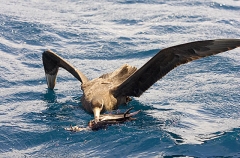 Northern Giant Petrel (Macronectes halli) Northern Giant Petrel (Macronectes halli)
