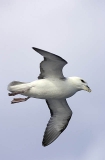 Northern Fulmar (Fulmarus glacialis) Northern Fulmar (Fulmarus glacialis)