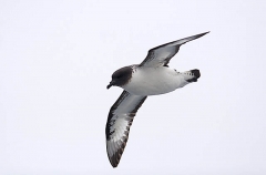 Cape Petrel (Daption capense) Cape Petrel (Daption capense)