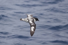 Cape Petrel (Daption capense) Cape Petrel (Daption capense)
