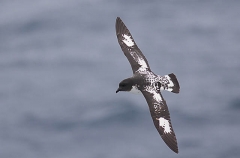 Cape Petrel (Daption capense) Cape Petrel (Daption capense)