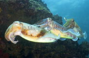 Pharaoh Cuttlefish (Sepia pharaonis) Pharaoh Cuttlefish (Sepia pharaonis)