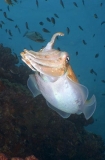 Pharaoh Cuttlefish (Sepia pharaonis) Pharaoh Cuttlefish (Sepia pharaonis)