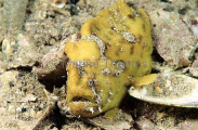 Smooth Anglerfish (Phyllophryne scortea)