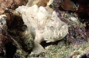 Smooth Anglerfish (Phyllophryne scortea) Smooth Anglerfish (Phyllophryne scortea)