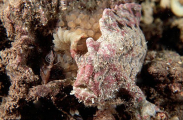 Smooth Anglerfish (Phyllophryne scortea) Smooth Anglerfish (Phyllophryne scortea)