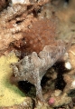 Smooth Anglerfish (Phyllophryne scortea)