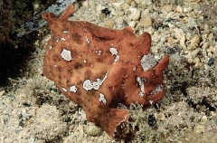 Smooth Anglerfish (Phyllophryne scortea)