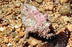 Smooth Anglerfish (Phyllophryne scortea)