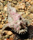 Smooth Anglerfish (Phyllophryne scortea)