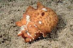 Smooth Anglerfish (Phyllophryne scortea)