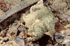 Smooth Anglerfish (Phyllophryne scortea)